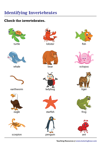 Identifying Invertebrates Worksheet