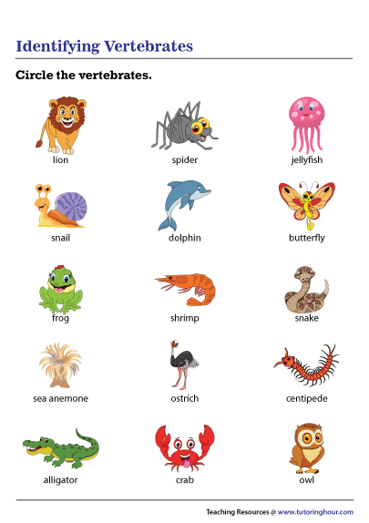 Identifying Vertebrates Worksheet