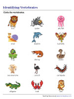 invertebrates and vertebrates chart