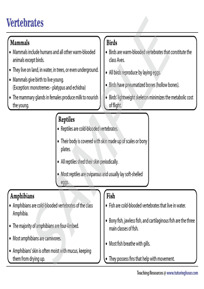 Vertebrates Chart