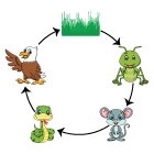 Food Chain, Food Web, and Energy Pyramid