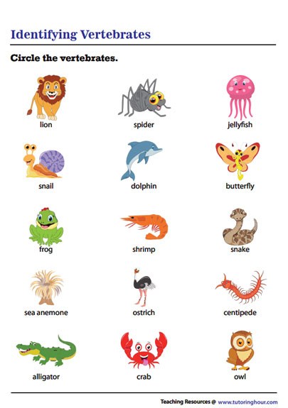 Vertebrates and Invertebrates Worksheets