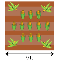 Corn Patch