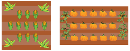 Corn and Pumpkin Patches