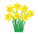 Daffodils